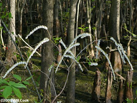 Coastal Fetterbush (Eubotrys racemosa)