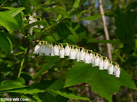 Coastal Fetterbush (Eubotrys racemosa)