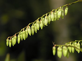 Coastal Fetterbush (Eubotrys racemosa) flowers