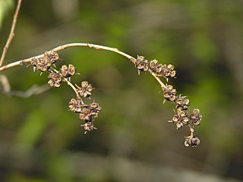 Coastal Fetterbush (Eubotrys racemosa) capsules