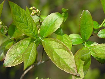 Coastal Fetterbush (Eubotrys racemosa) leaves