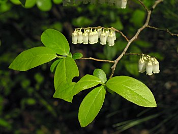 Coastal Fetterbush (Eubotrys racemosa)