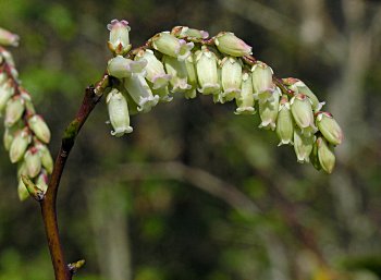 Mountain Fetterbush (Eubotrys/Leucothoe recurva)