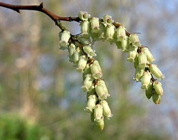 Mountain Fetterbush (Eubotrys/Leucothoe recurva)