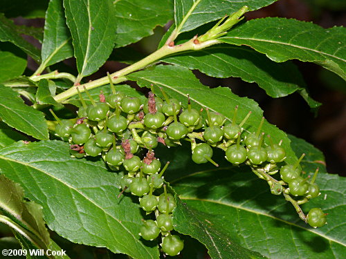 Mountain Fetterbush (Eubotrys/Leucothoe recurva)