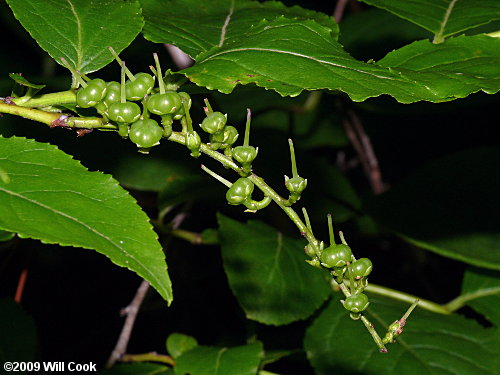 Mountain Fetterbush (Eubotrys/Leucothoe recurva)