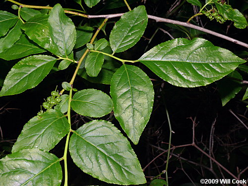 Mountain Fetterbush (Eubotrys/Leucothoe recurva)