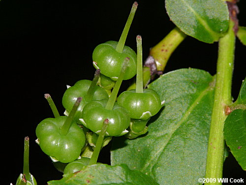 Mountain Fetterbush (Eubotrys/Leucothoe recurva)