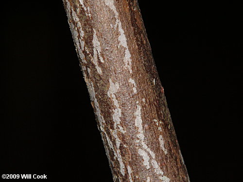 Mountain Fetterbush (Eubotrys/Leucothoe recurva)