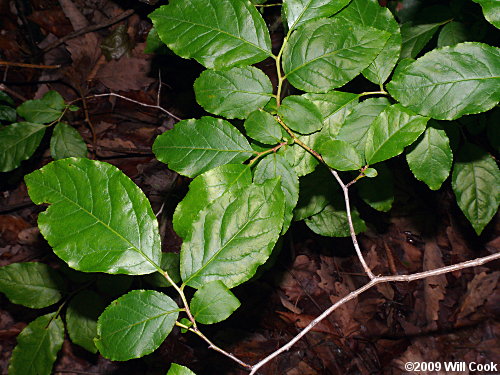 Mountain Fetterbush (Eubotrys/Leucothoe recurva)