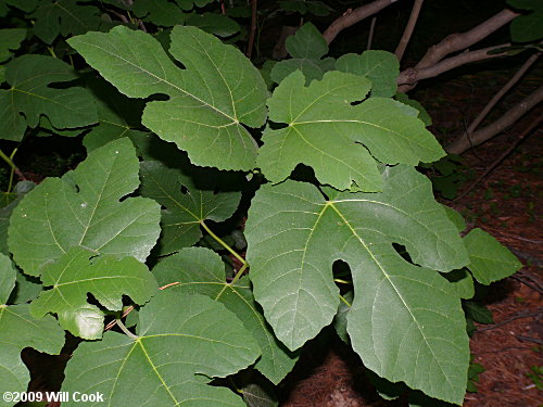 Fig (Ficus carica) leaves