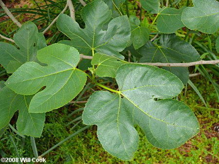 Fig (Ficus carica) leaves