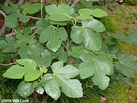 Fig (Ficus carica) leaves