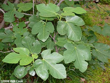 Fig (Ficus carica) leaves