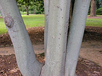 Chinese Parasoltree (Firmiana simplex) trunk