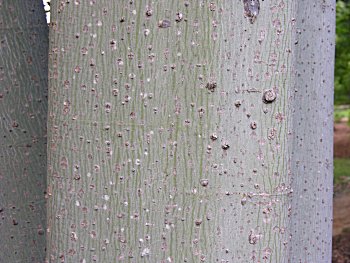 Chinese Parasoltree (Firmiana simplex) bark