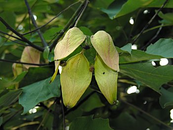 Chinese Parasoltree (Firmiana simplex) fruits