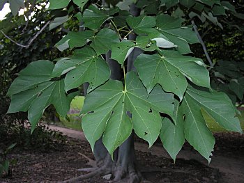Chinese Parasoltree (Firmiana simplex) leaves