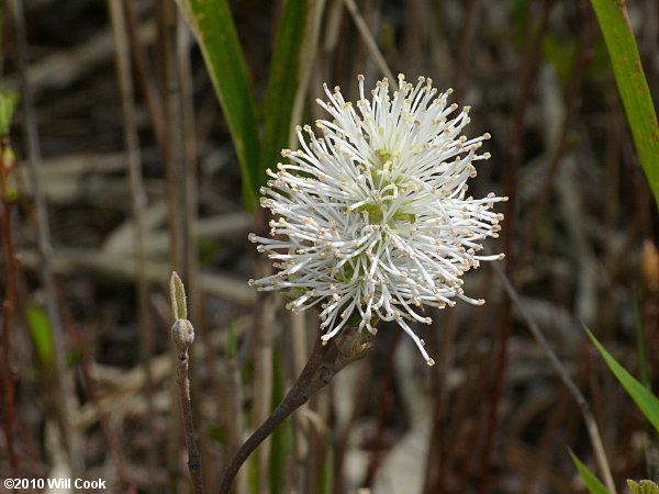 Coastal Witchalder (Fothergilla gardenii)