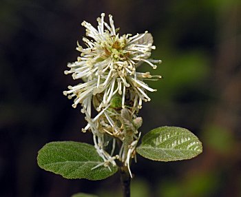 Coastal Witchalder (Fothergilla gardenii)