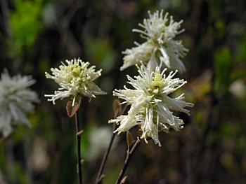 Coastal Witchalder (Fothergilla gardenii)