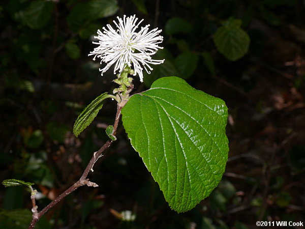 Mountain Witchalder (Fothergilla major)