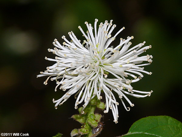 Mountain Witchalder (Fothergilla major)