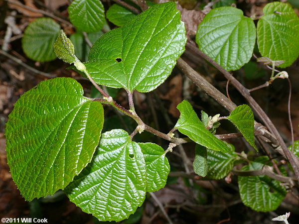 Mountain Witchalder (Fothergilla major)