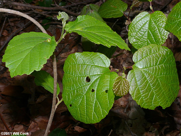 Mountain Witchalder (Fothergilla major)