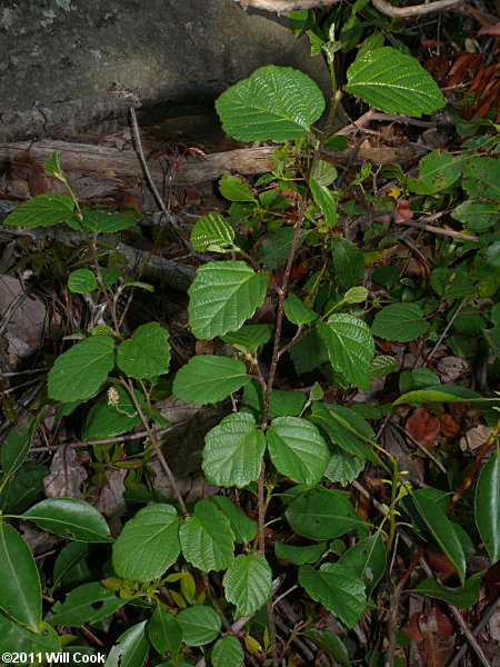 Mountain Witchalder (Fothergilla major)