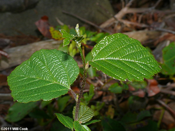 Mountain Witchalder (Fothergilla major)