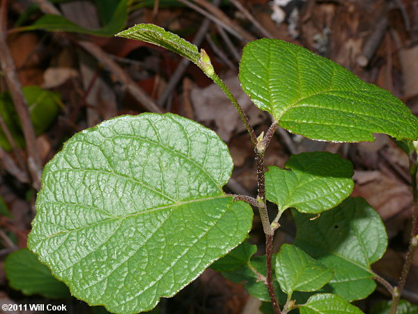 Mountain Witchalder (Fothergilla major)