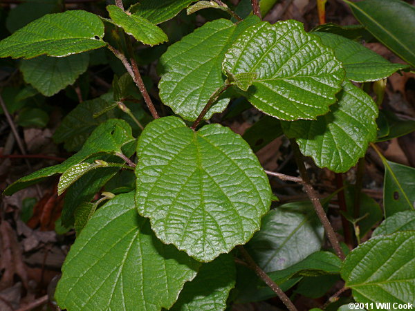 Mountain Witchalder (Fothergilla major)