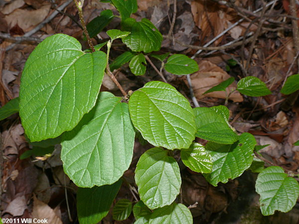 Mountain Witchalder (Fothergilla major)