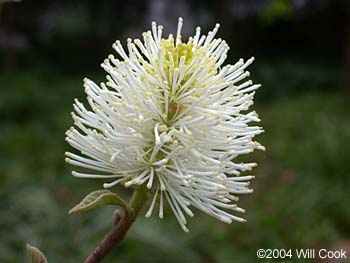 Witchalder (Fothergilla gardenii x major) Mount Airy