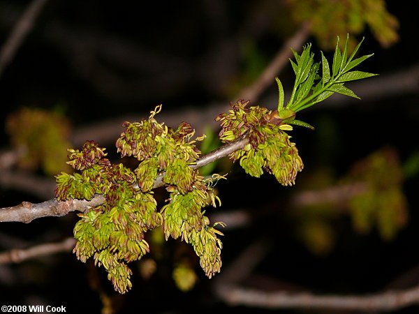 White Ash (Fraxinus americana) flowers