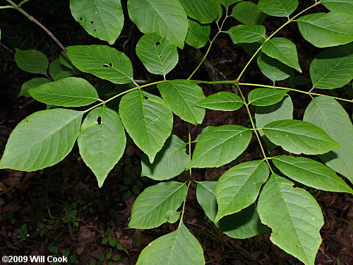 White Ash (Fraxinus americana) leaves