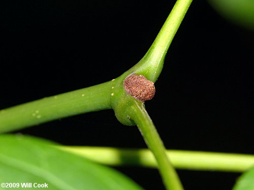 White Ash (Fraxinus americana) bud