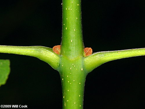 White Ash (Fraxinus americana) bud
