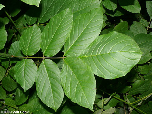 White Ash (Fraxinus americana) leaves