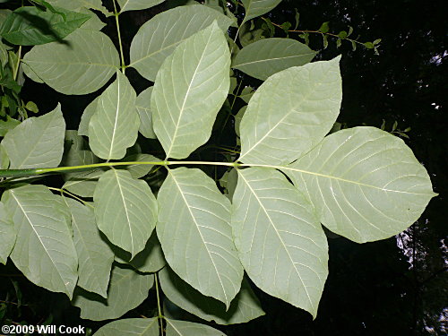 White Ash (Fraxinus americana) leaves