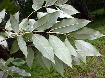 White Ash (Fraxinus americana)