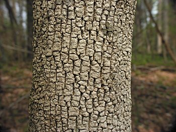 White Ash (Fraxinus americana)