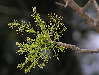 White Ash (Fraxinus americana) flowers