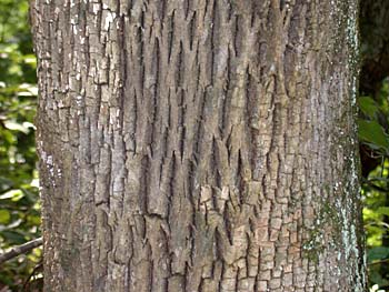 White Ash (Fraxinus americana)