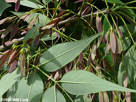 White Ash (Fraxinus americana)