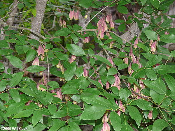 Carolina Ash (Fraxinus caroliniana)