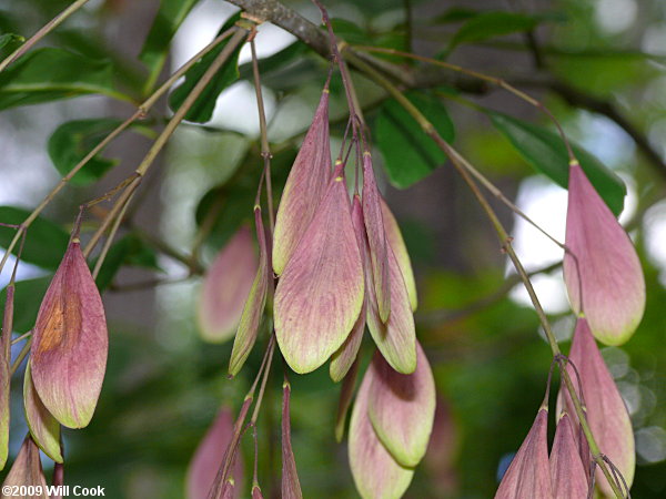 Carolina Ash (Fraxinus caroliniana)