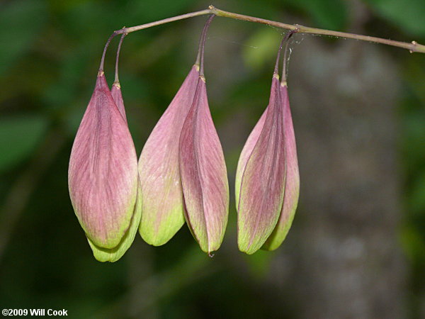 Carolina Ash (Fraxinus caroliniana)