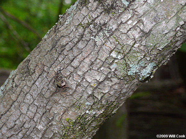 Carolina Ash (Fraxinus caroliniana) bark